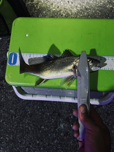 ニベの釣果