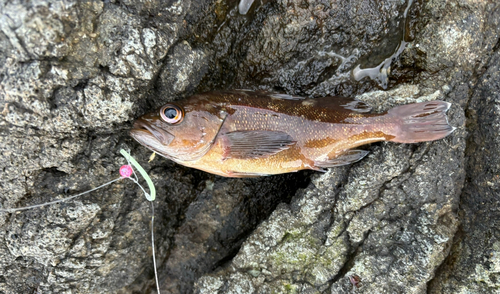 エゾメバルの釣果