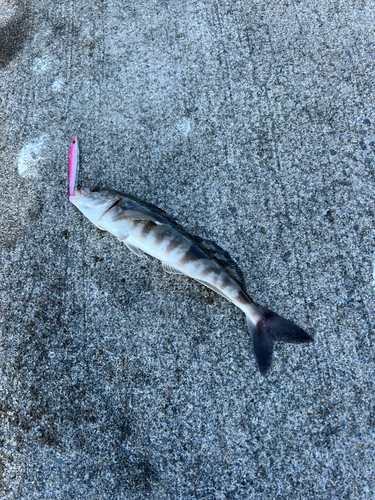 ホッケの釣果