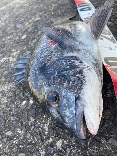 チヌの釣果