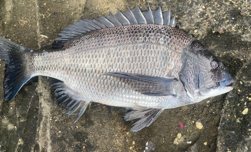 クロダイの釣果