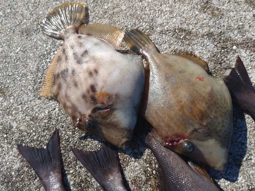 カワハギの釣果