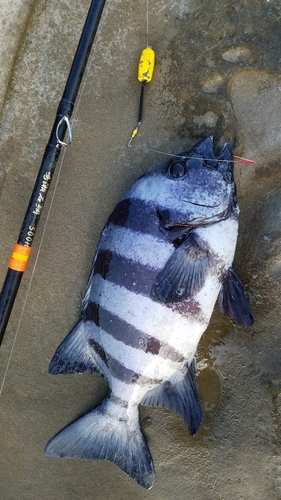 イシダイの釣果