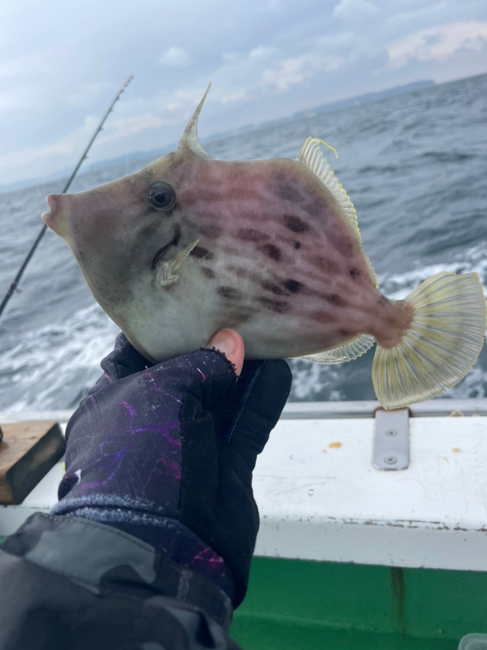 金沢八景のつり吉さんの釣果 2枚目の画像