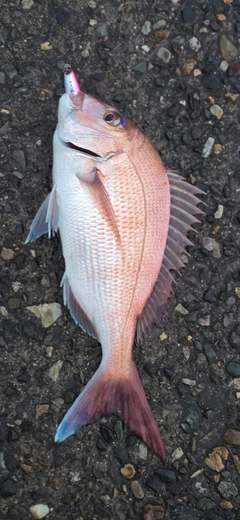 マダイの釣果