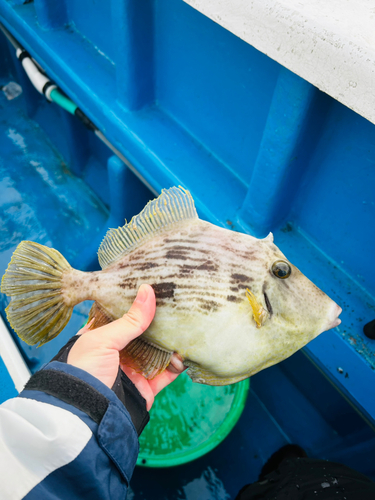 カワハギの釣果