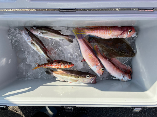 アマダイの釣果