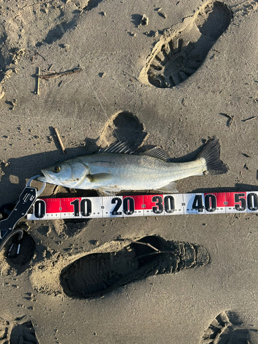 セイゴ（マルスズキ）の釣果