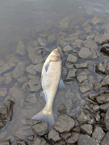 ハクレンの釣果