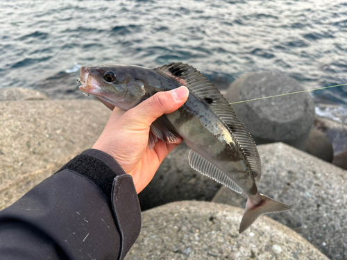 ホッケの釣果