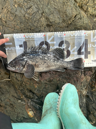 クロソイの釣果