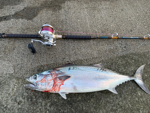 ハガツオの釣果