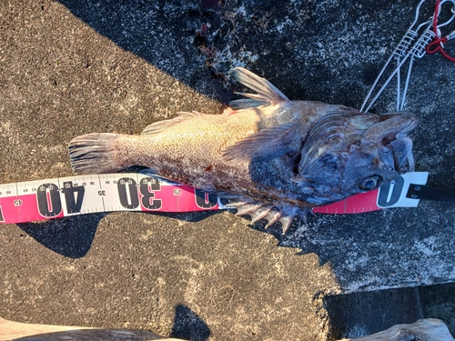 クロソイの釣果