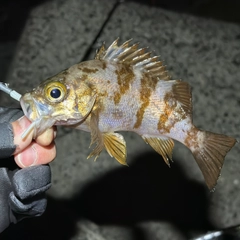 シロメバルの釣果