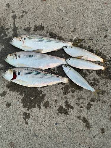 コノシロの釣果