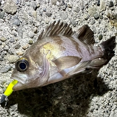 シロメバルの釣果