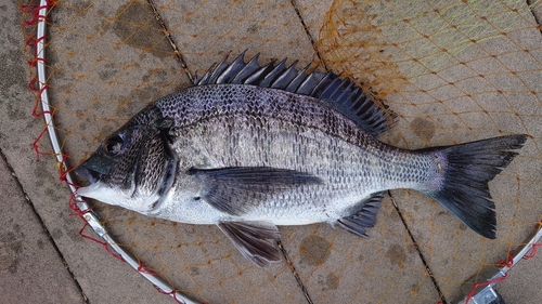 チヌの釣果