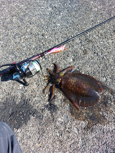 アオリイカの釣果