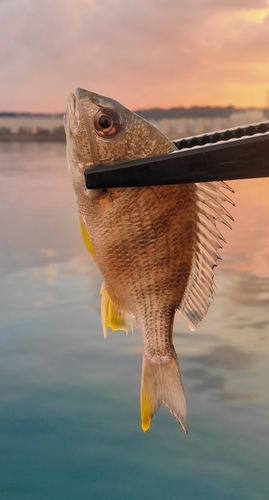 キビレの釣果