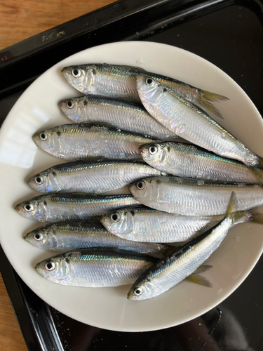 サッパの釣果