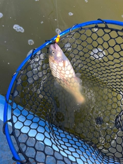 トラウトの釣果