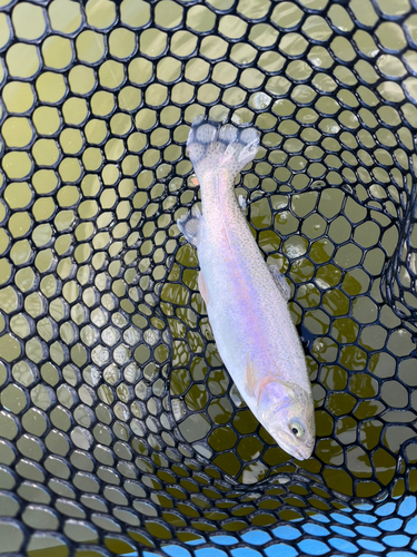 トラウトの釣果