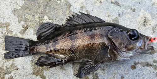 メバルの釣果