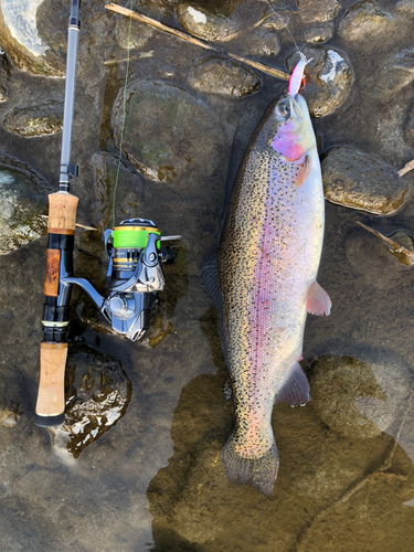 ニジマスの釣果