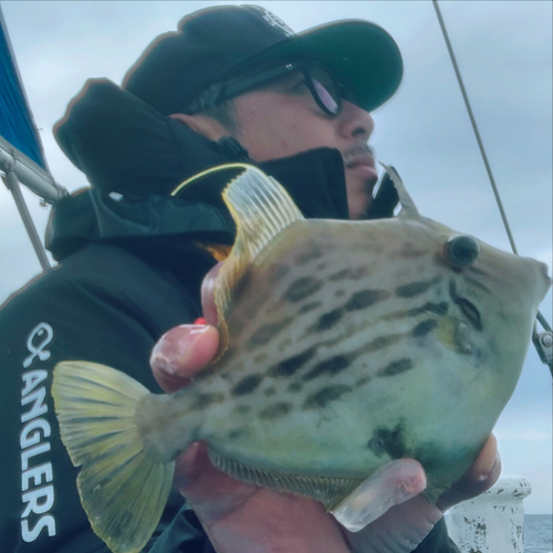 カワハギの釣果