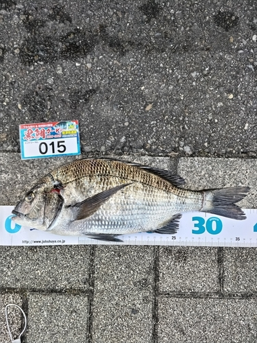 クロダイの釣果