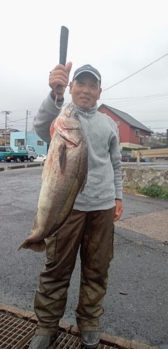 スズキの釣果