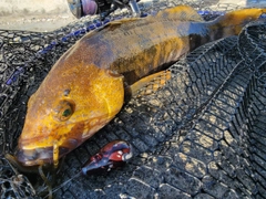 アイナメの釣果