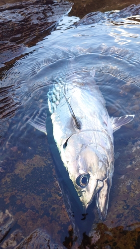 ヒラマサの釣果