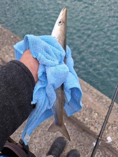 カマスの釣果