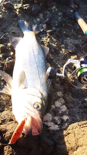 ヒラスズキの釣果