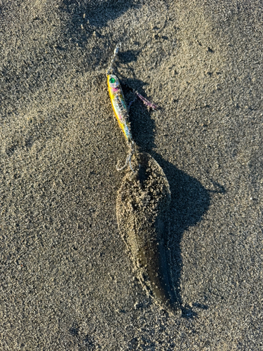 シタビラメの釣果