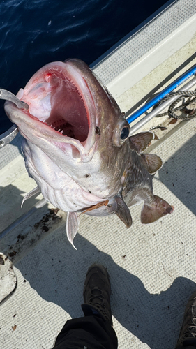 マダラの釣果