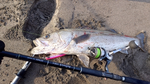 マルスズキの釣果