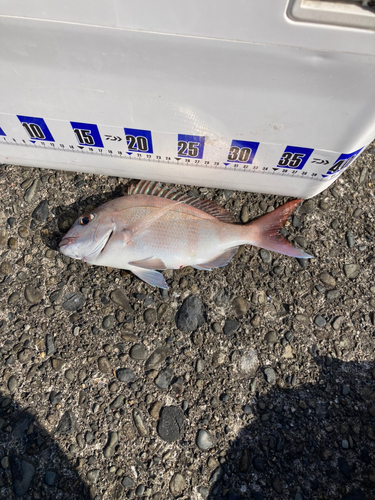 マダイの釣果