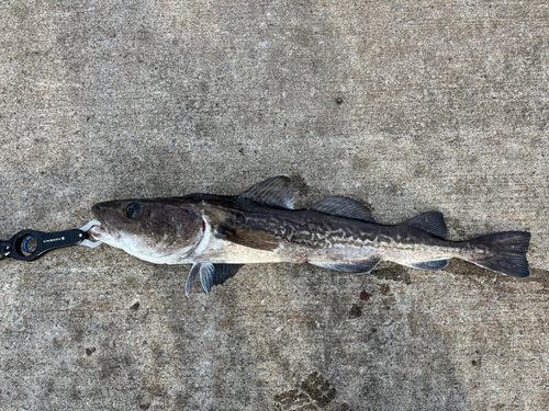 タラの釣果