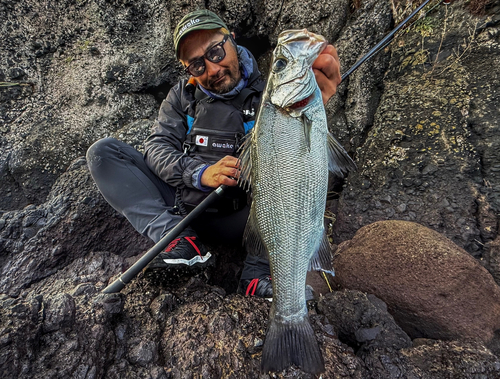 ヒラスズキの釣果