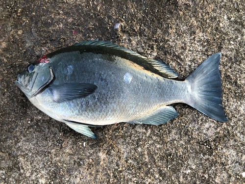 グレの釣果