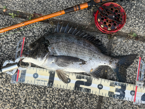 クロダイの釣果