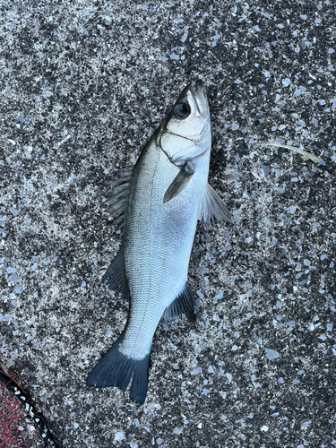 メジナの釣果