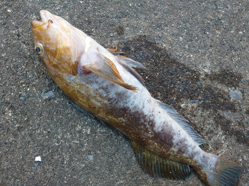 アイナメの釣果