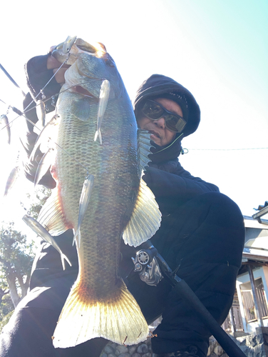 ブラックバスの釣果