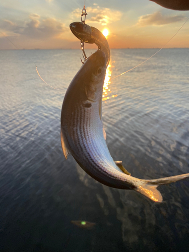 コノシロの釣果