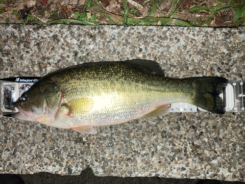 ブラックバスの釣果