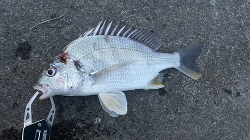 キビレの釣果