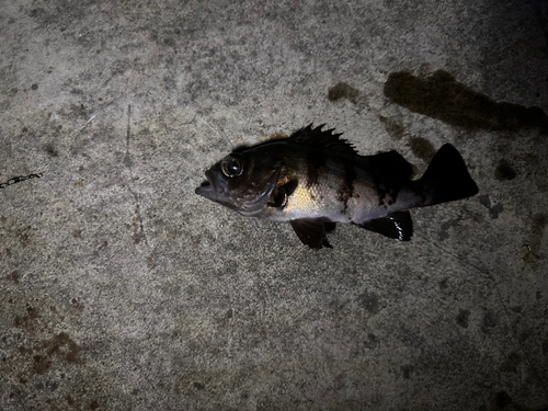 メバルの釣果